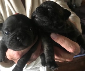 French Bulldog Puppy for sale in PALM SPRINGS, CA, USA