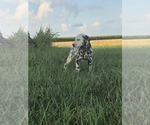 Small #1 Dalmatian