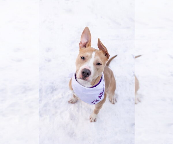 Medium Photo #2 Mutt Puppy For Sale in Crete, IL, USA