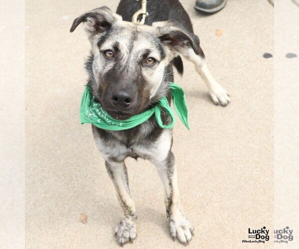 Medium Photo #7 Retriever -Unknown Mix Puppy For Sale in Washington, DC, USA