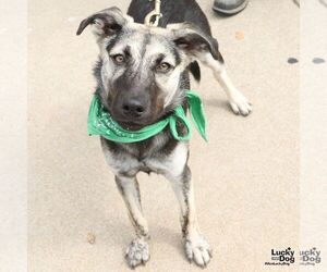 Flynn - Male Retriever -Unknown Mix Dog for Adoption - Photo #7