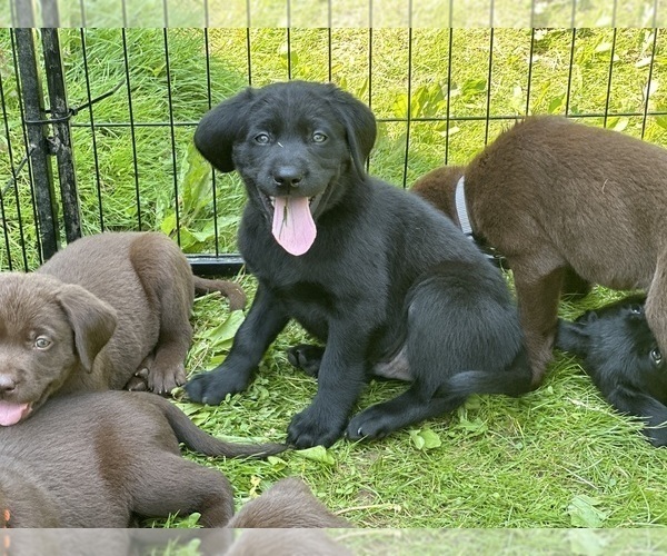 Medium Photo #6 Labrador Retriever Puppy For Sale in WILLIAMSPORT, PA, USA
