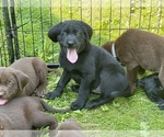 Small #5 Labrador Retriever