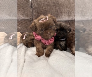 Shih Tzu Puppy for sale in KATY, TX, USA