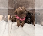Image preview for Ad Listing. Nickname: Teddy bears
