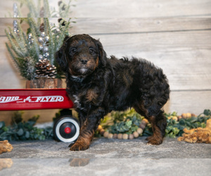 Medium Goldendoodle (Miniature)