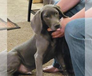 Weimaraner Dog for Adoption in BERESFORD, South Dakota USA