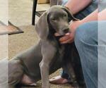 Small Weimaraner