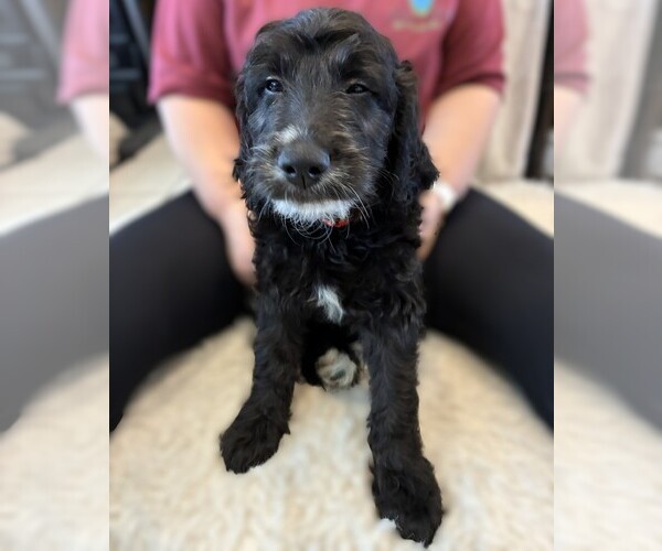 Medium Photo #35 Goldendoodle Puppy For Sale in FORT LAUDERDALE, FL, USA