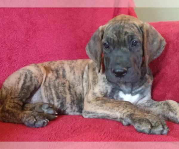 Medium Photo #11 Great Dane Puppy For Sale in MURRAY, KY, USA