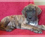 Small Photo #11 Great Dane Puppy For Sale in MURRAY, KY, USA