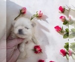 Puppy Girl Pomeranian