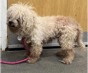 Poodle (Miniature) Dogs for adoption in Forestville, MD, USA