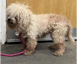 Small Poodle (Miniature)