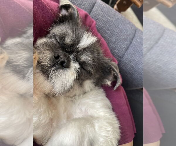 Medium Photo #4 Shih Tzu Puppy For Sale in Mundelein, IL, USA