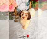 Small #4 Cockapoo