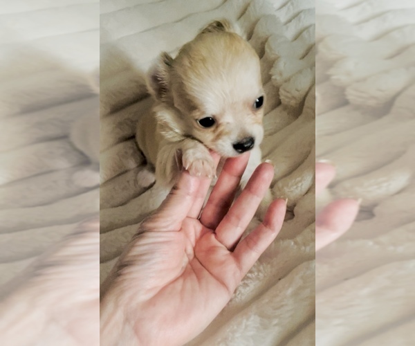 Medium Photo #13 Chihuahua Puppy For Sale in ADAMSVILLE, TN, USA