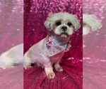 Small #3 Shih Tzu