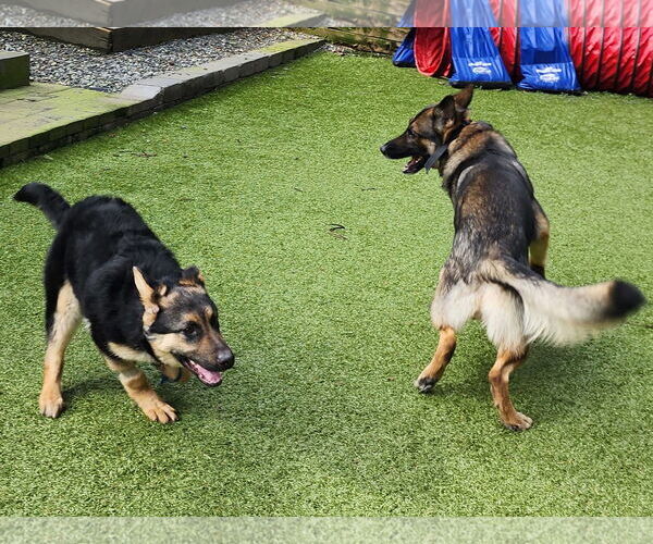 Medium Photo #38 German Shepherd Dog Puppy For Sale in Seattle, WA, USA