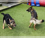 Small #37 German Shepherd Dog