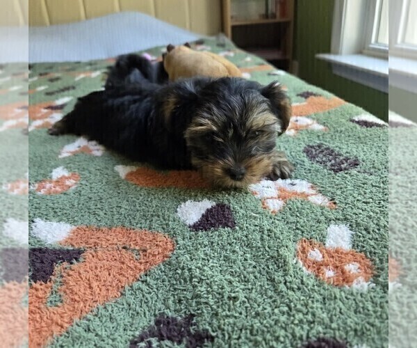 Medium Photo #30 Yorkshire Terrier Puppy For Sale in RHOADESVILLE, VA, USA