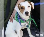 Small #4 Retriever  Mix