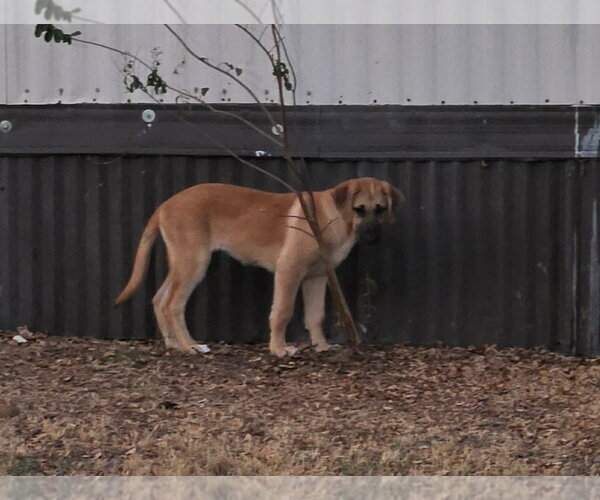 Medium Photo #3 Great Dane-Labrador Retriever Mix Puppy For Sale in Bullard, TX, USA