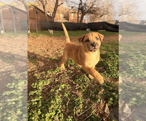 Medium Photo #3 Catahoula Leopard Dog-Unknown Mix Puppy For Sale in OKLAHOMA CITY, OK, USA