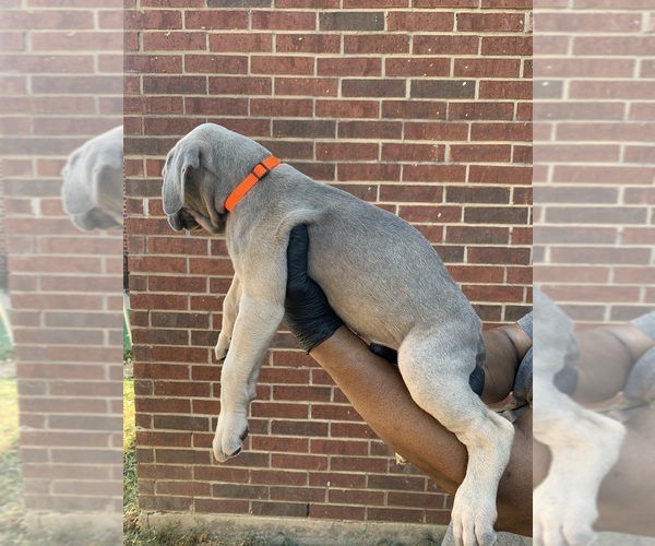 Medium Photo #2 Cane Corso Puppy For Sale in ALLEN, TX, USA