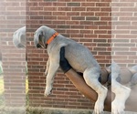 Small #1 Cane Corso