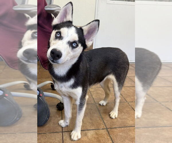 Medium Photo #2 Siberian Husky Puppy For Sale in Osgood, IN, USA