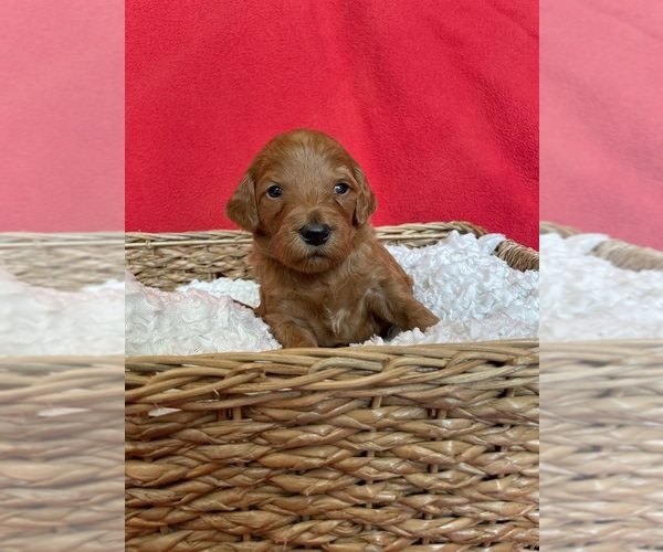 Medium Photo #1 Goldendoodle Puppy For Sale in TOLONO, IL, USA