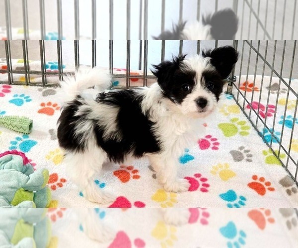 Medium Photo #6 Papitese Puppy For Sale in ORO VALLEY, AZ, USA