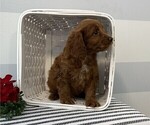 Small #2 Cockapoo