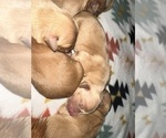Puppy Puppy 3 Golden Retriever