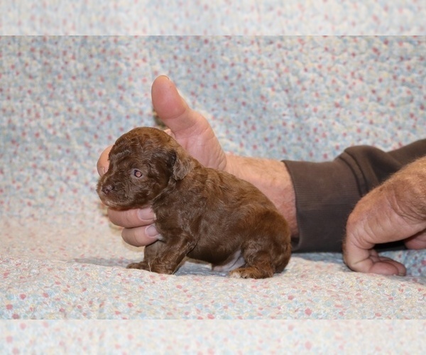 Medium Photo #10 Poodle (Toy) Puppy For Sale in DYERSBURG, TN, USA