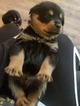 Small Photo #2 Rottweiler Puppy For Sale in INDEPENDENCE, MO, USA