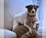 Small #6 Jack-Rat Terrier