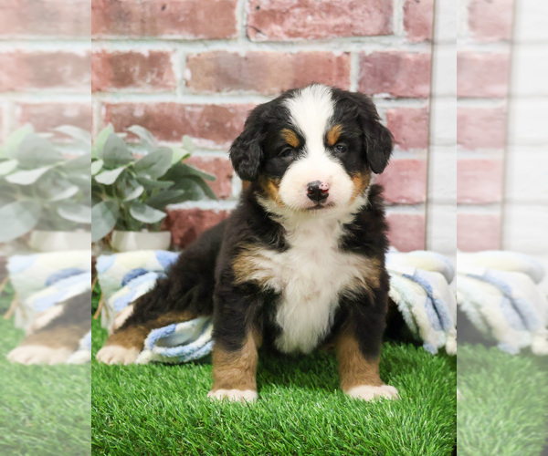 Medium Photo #8 Bernese Mountain Dog Puppy For Sale in SYRACUSE, IN, USA