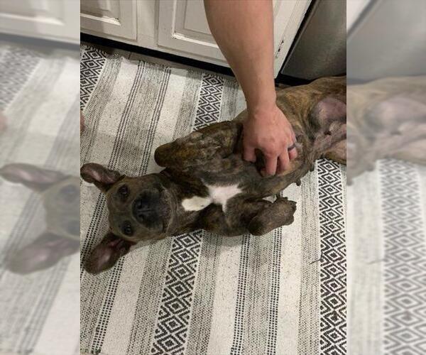 Medium Photo #5 American Pit Bull Terrier Puppy For Sale in Derwood, MD, USA