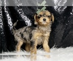 Small #6 Morkie