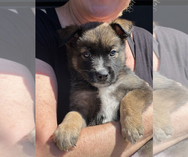 Medium Photo #4 Hava-Apso Puppy For Sale in Dana Point, CA, USA