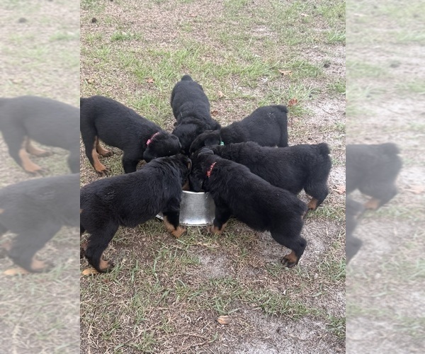 Medium Photo #1 Rottweiler Puppy For Sale in KENANSVILLE, NC, USA