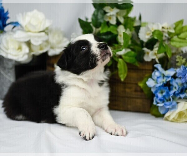 Medium Photo #11 Border Collie Puppy For Sale in STRAFFORD, MO, USA