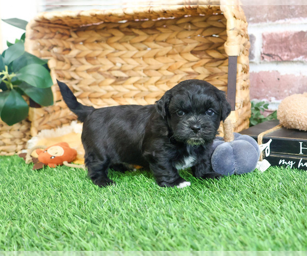 Medium Photo #6 ShihPoo Puppy For Sale in SYRACUSE, IN, USA