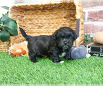 Small #5 ShihPoo