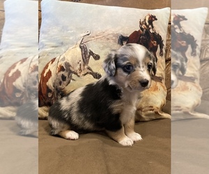 Aussie-Corgi Puppy for Sale in LUBBOCK, Texas USA