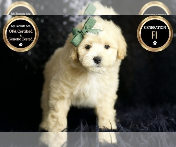 Medium Photo #6 Maltipoo Puppy For Sale in WARSAW, IN, USA