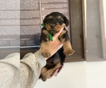 Small Photo #5 Airedale Terrier Puppy For Sale in LENEXA, KS, USA