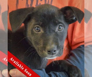 Border Collie-Unknown Mix Dogs for adoption in Huntley, IL, USA